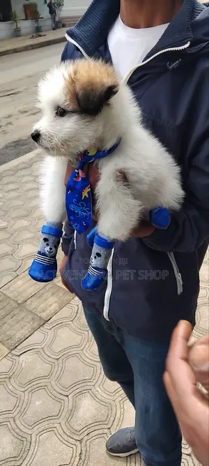 1-3 months Male Purebred Maltese