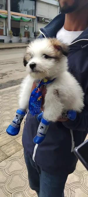 1-3 months Male Purebred Maltese