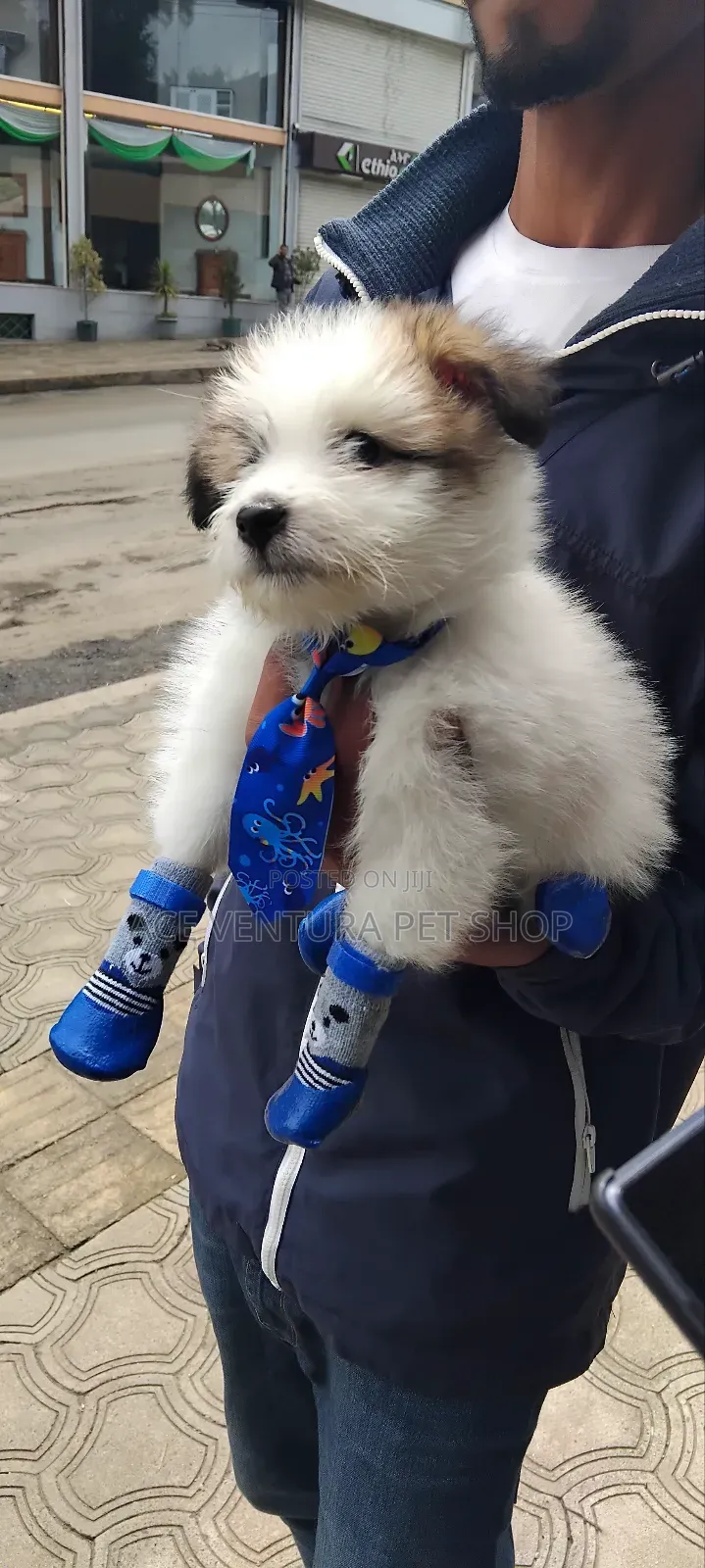 1-3 months Male Purebred Maltese