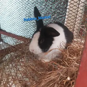 Rabbits With Affordable Price for Ur House