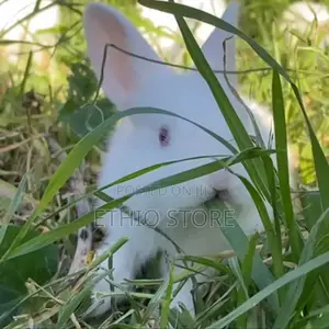 Rabbit With Fear Price Big Discount