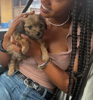 1-3 months Male Purebred Maltese Shih Tzu