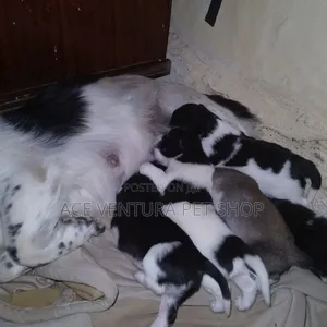 1-3 months Male Purebred Maltese Shih Tzu