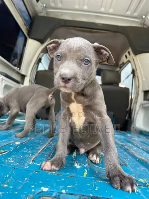 1-3 months Male Purebred American Pit Bull Terrier