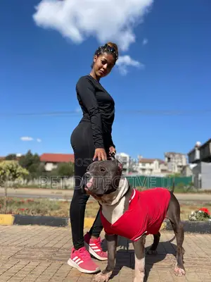 1-3 months Male Purebred American Pit Bull Terrier