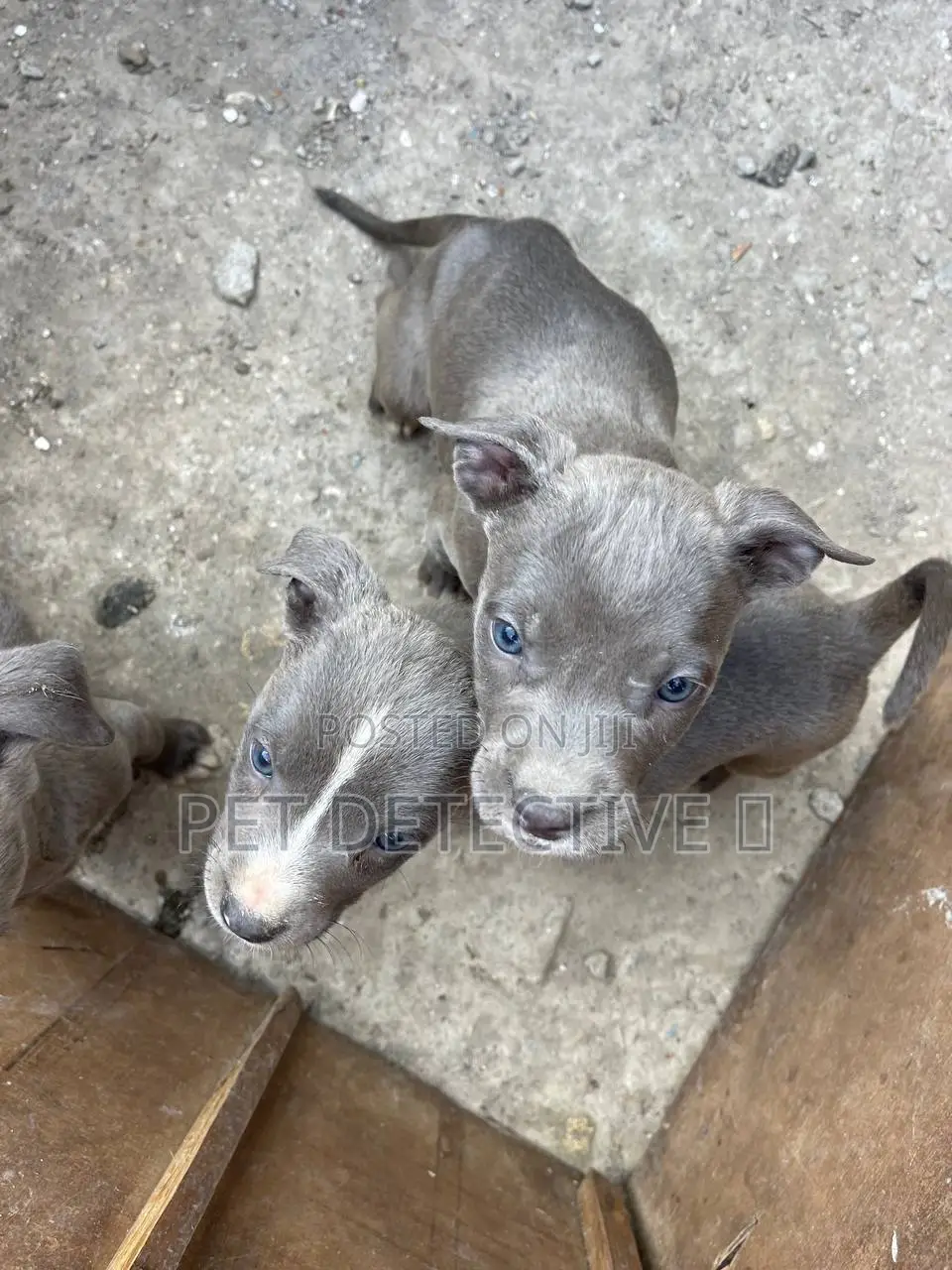 1-3 months Male Purebred American Pit Bull Terrier