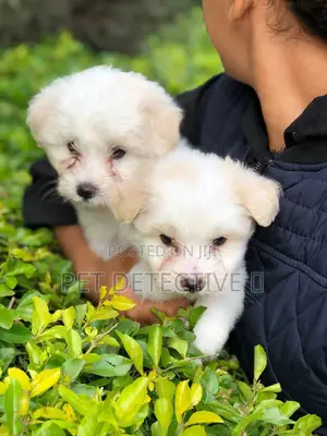 1-3 months Male Purebred Maltese
