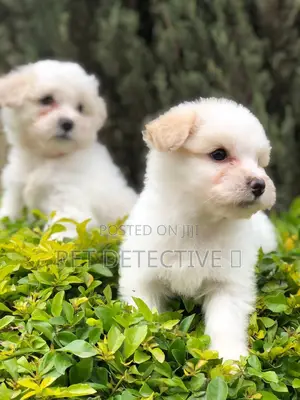 1-3 months Male Purebred Maltese