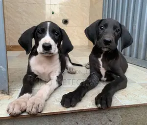1-3 months Male Purebred Great Dane