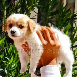 1-3 months Male Purebred Maltese