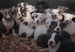 1-3 months Male Purebred American Pit Bull Terrier
