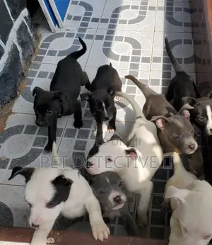 1-3 months Male Purebred American Pit Bull Terrier