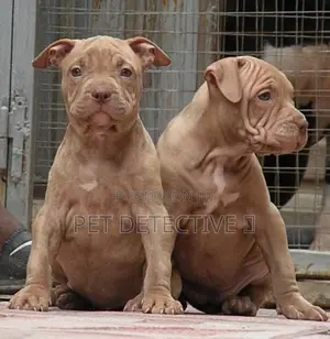 1-3 months Male Purebred American Bulldog