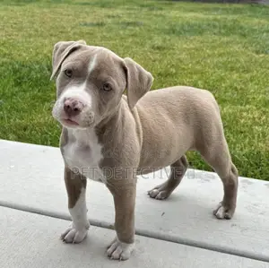 1-3 months Male Purebred American Pit Bull Terrier
