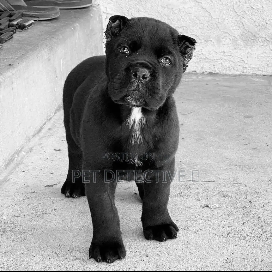 1-3 months Male Purebred Cane Corso