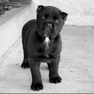 1-3 months Male Purebred Cane Corso