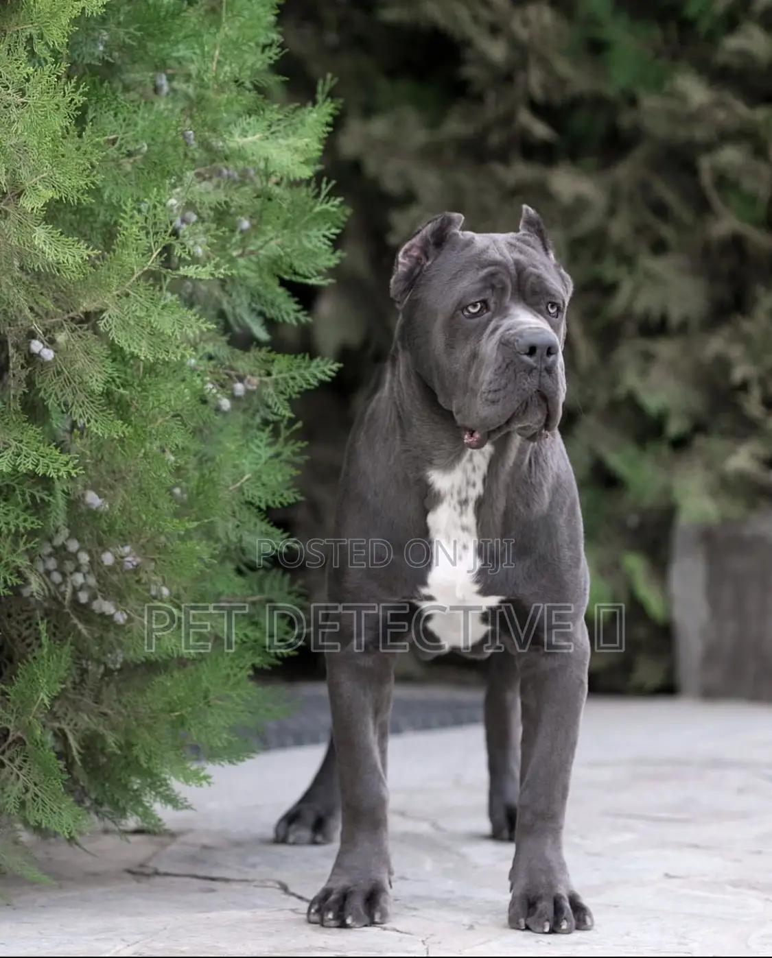 1-3 months Male Purebred Cane Corso
