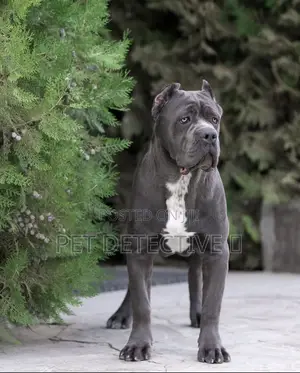 1-3 months Male Purebred Cane Corso