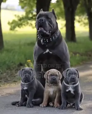 1-3 months Male Purebred Cane Corso