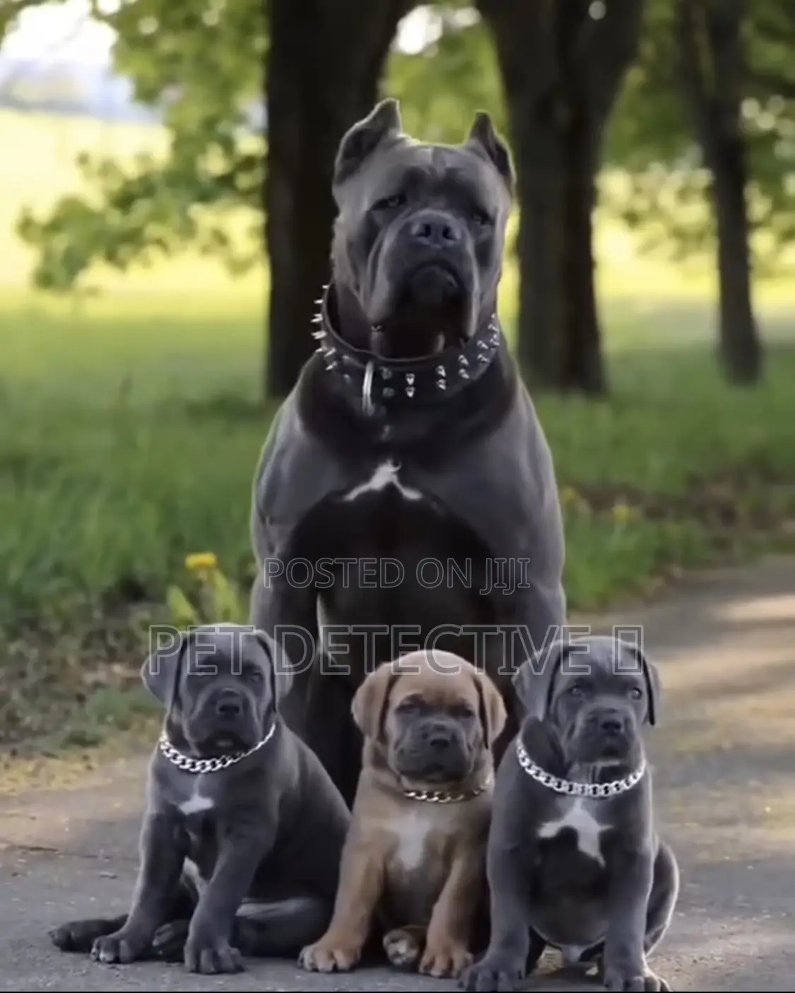 1-3 months Male Purebred Cane Corso