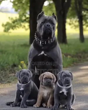 1-3 months Male Purebred Cane Corso