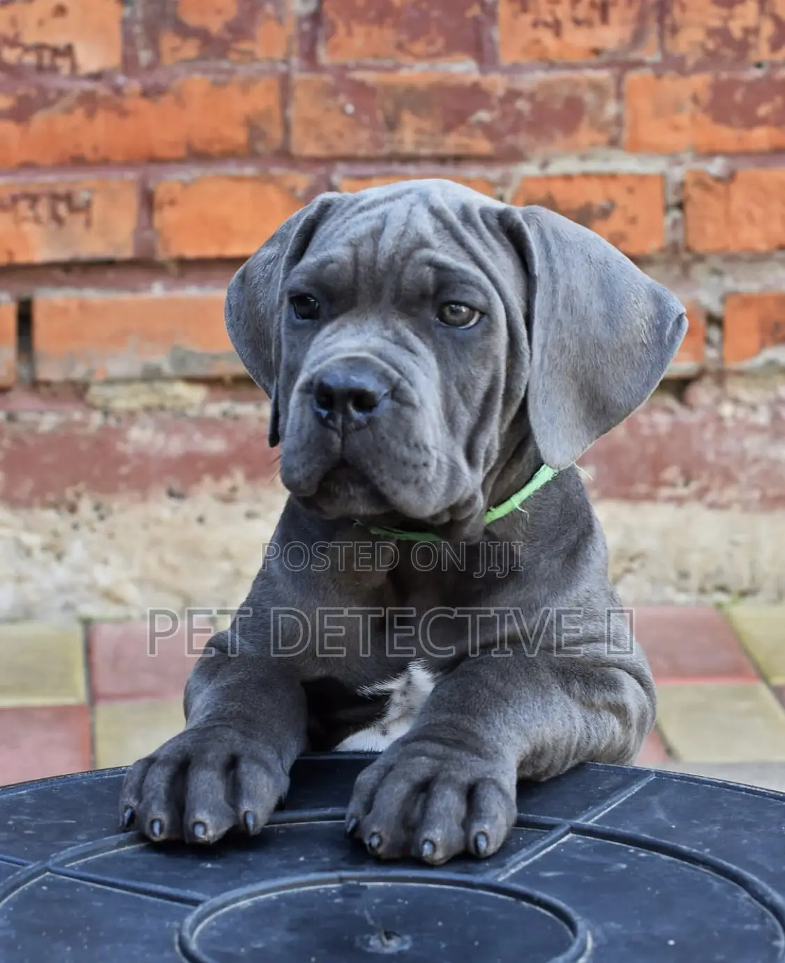 1-3 months Male Purebred Cane Corso