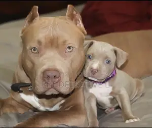 1-3 months Male Purebred American Pit Bull Terrier