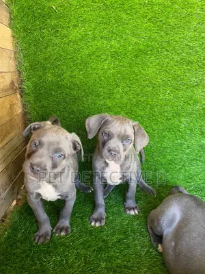 1-3 months Male Purebred American Pit Bull Terrier