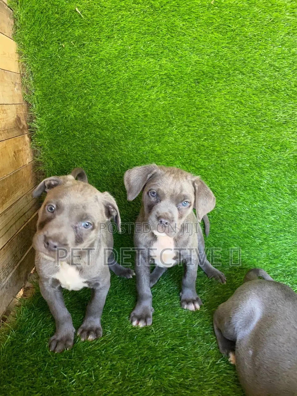 1-3 months Male Purebred American Pit Bull Terrier