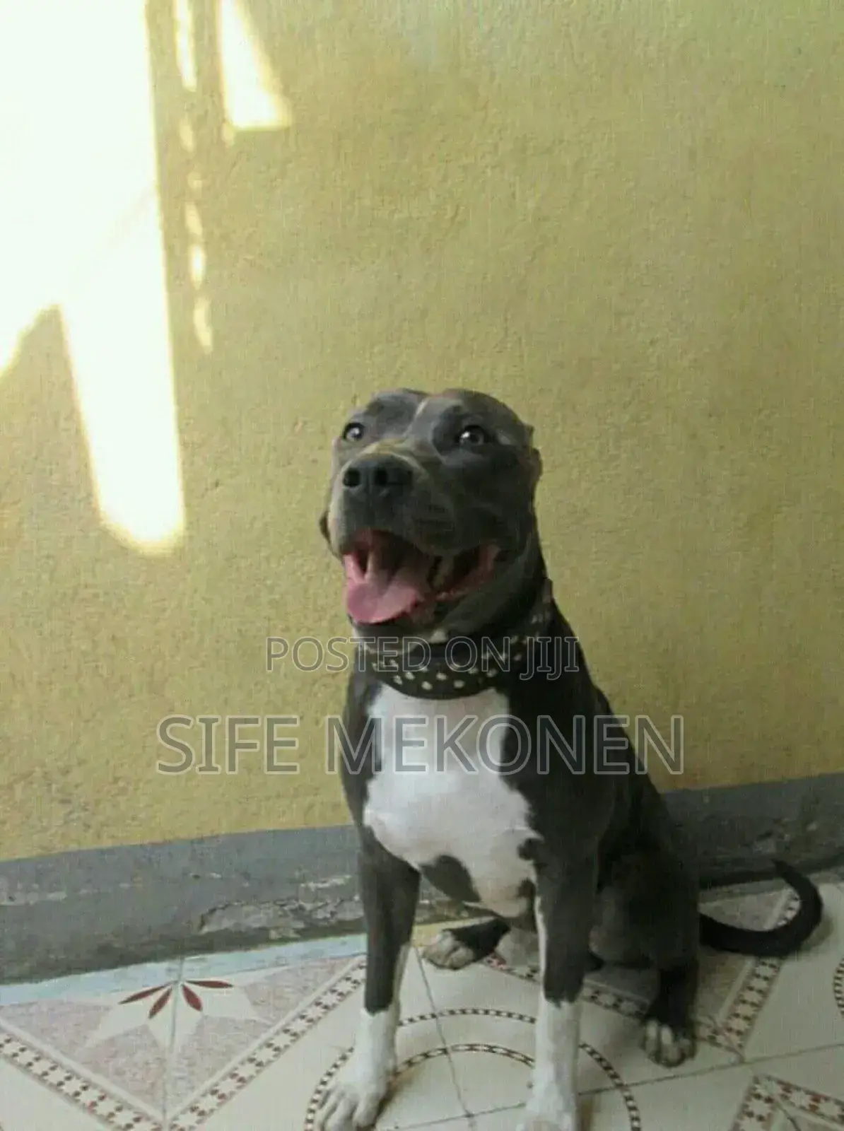 1-3 months Male Purebred American Pit Bull Terrier