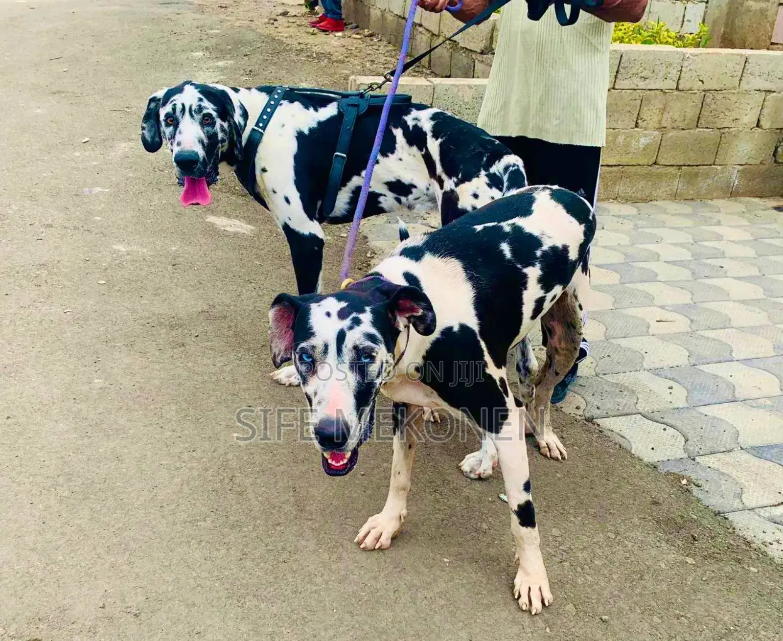 1-3 months Male Purebred Great Dane