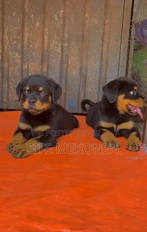 1-3 months Male Purebred Rottweiler