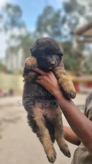 1-3 months Male Purebred German Shepherd