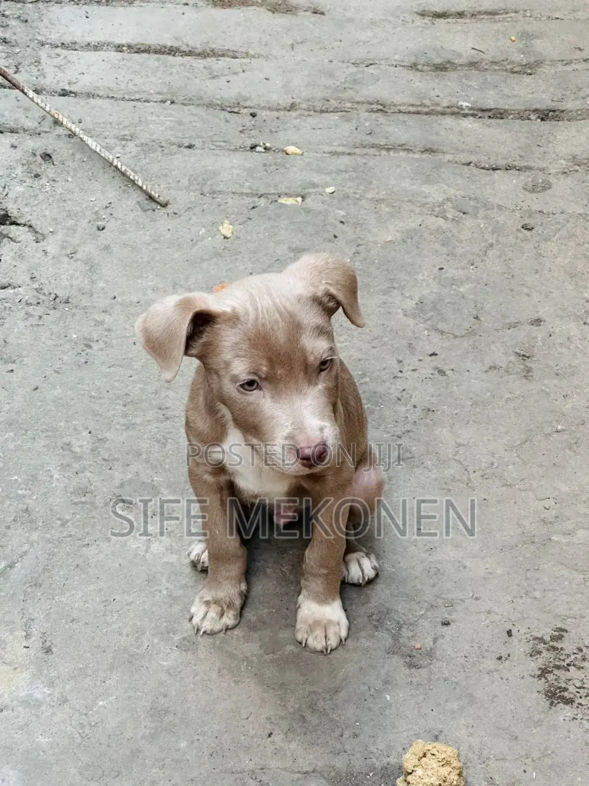 1-3 months Male Purebred American Pit Bull Terrier