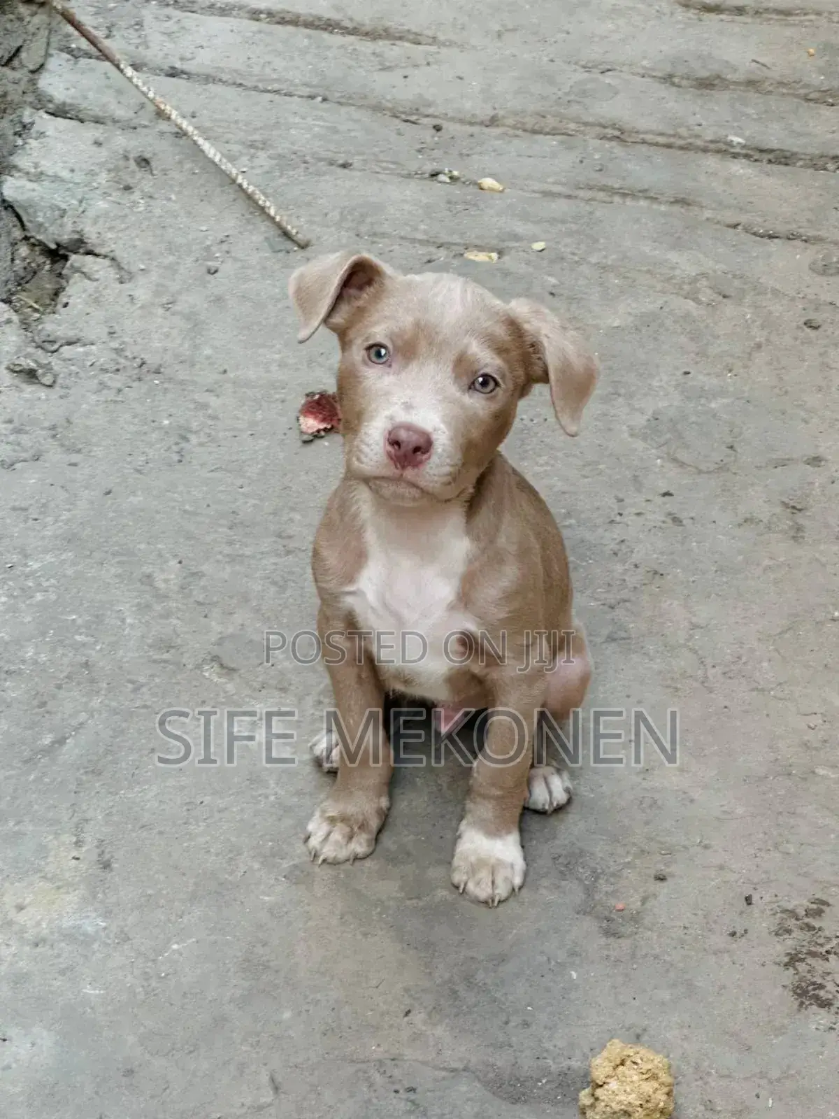 1-3 months Male Purebred American Pit Bull Terrier