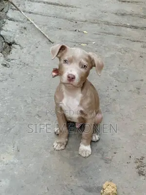 1-3 months Male Purebred American Pit Bull Terrier
