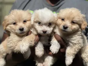 1-3 months Male Purebred Maltese
