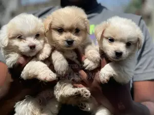 1-3 months Male Purebred Maltese
