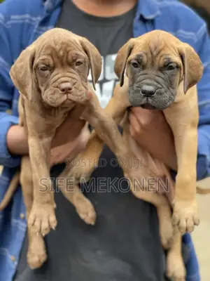 1-3 months Male Purebred Bullmastiff