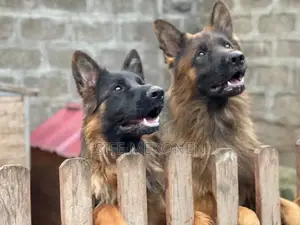 1-3 months Male Purebred German Shepherd