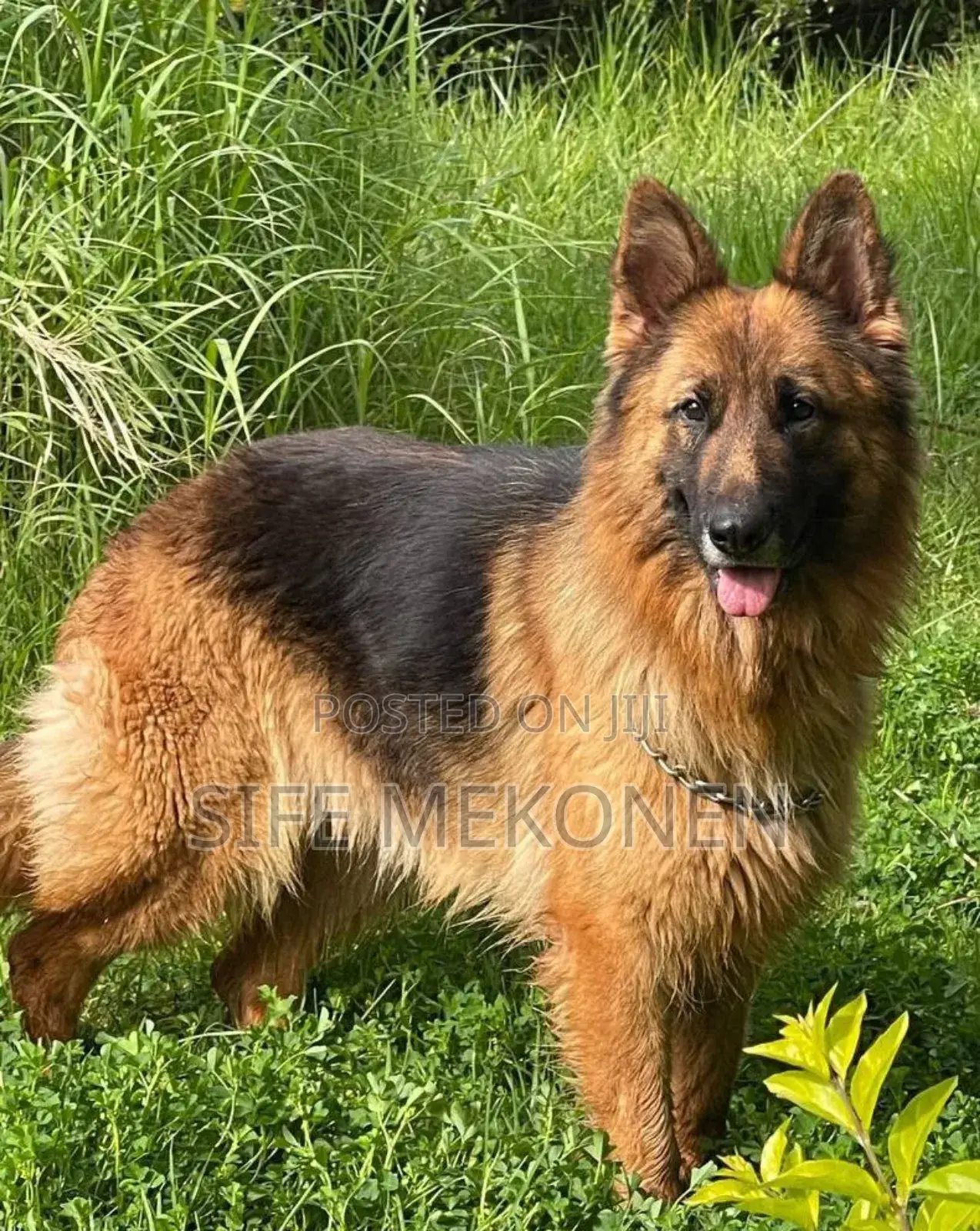 1+ year Female Purebred German Shepherd