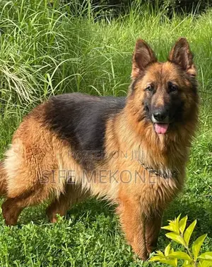 1+ year Female Purebred German Shepherd