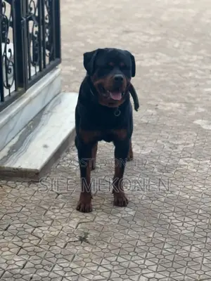 1+ year Male Purebred Rottweiler