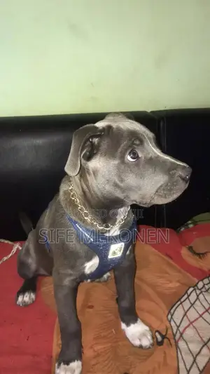 1-3 months Male Purebred American Pit Bull Terrier