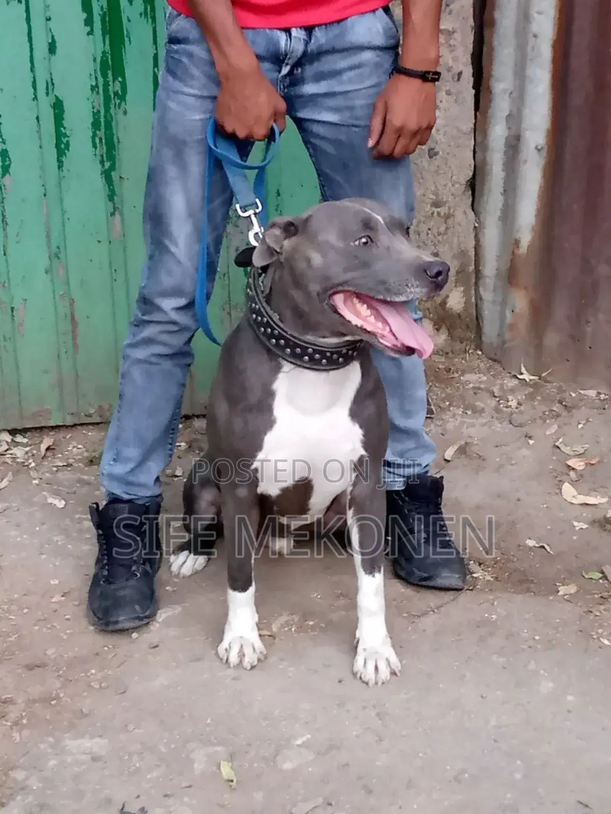1-3 months Male Purebred American Pit Bull Terrier