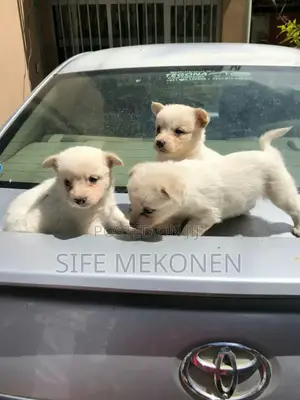 1-3 months Male Purebred Maltese