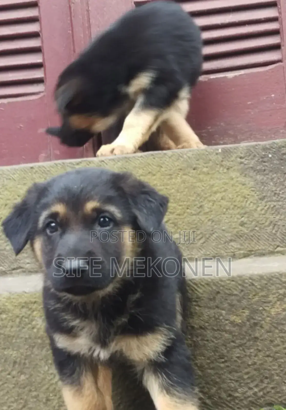 1-3 months Male Purebred German Shepherd