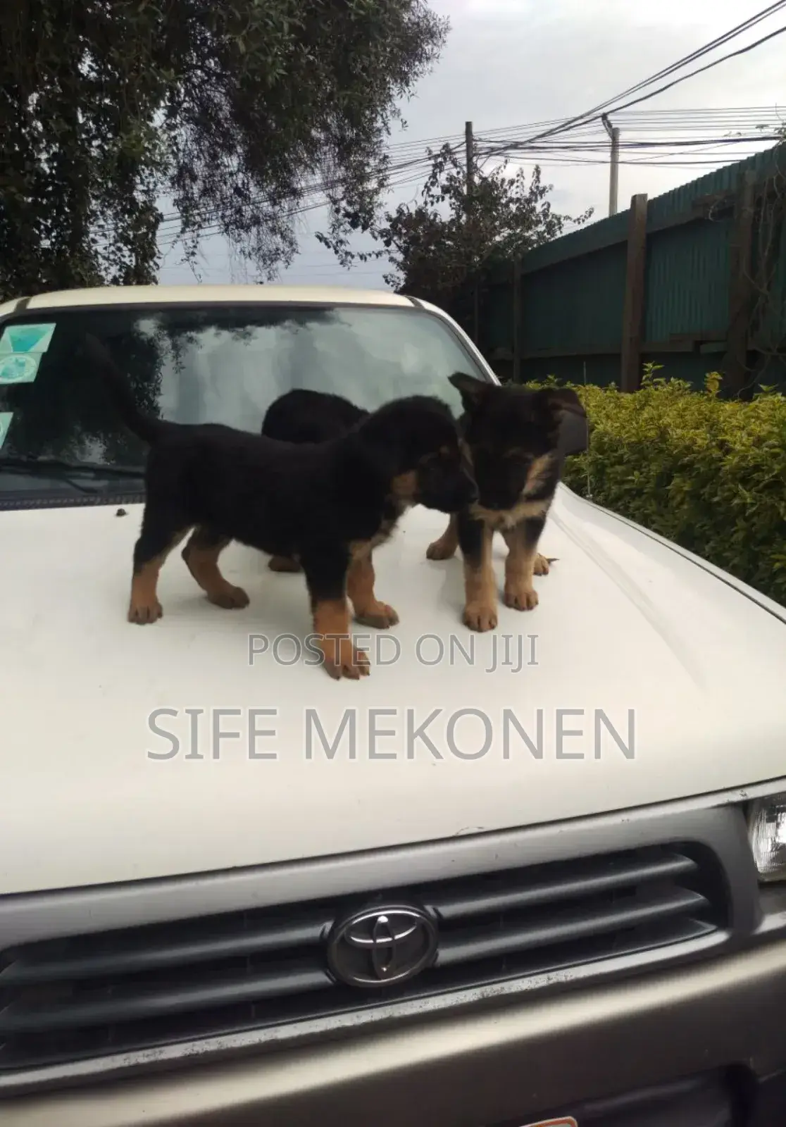 1-3 months Male Purebred German Shepherd