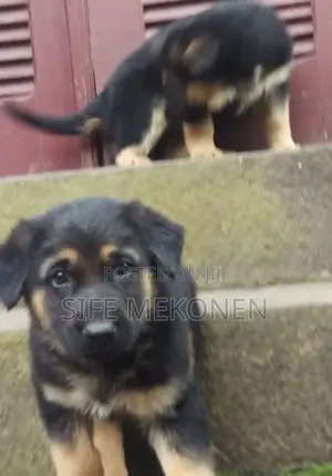 1-3 months Male Purebred German Shepherd
