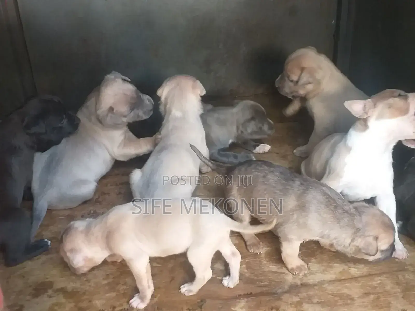 1-3 months Male Purebred American Pit Bull Terrier